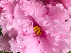 photo_nor for С-Страсть Парфюмера (23-104)