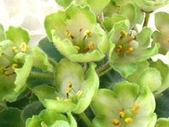 photo_nor for ЛЕ-Лада