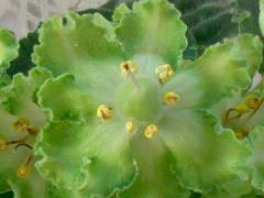 photo_nor for ЛЕ-Зеленая Кракозябра