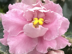 photo_nor for С-Искренние Чувства (22-144)