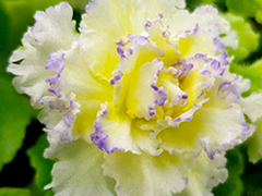 photo_nor for ЛЕ-Золото Нибелунгов