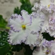 photo_nor for ВаТ-Тополиный Пух
