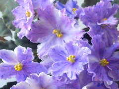 photo_nor for ЕК-Прага