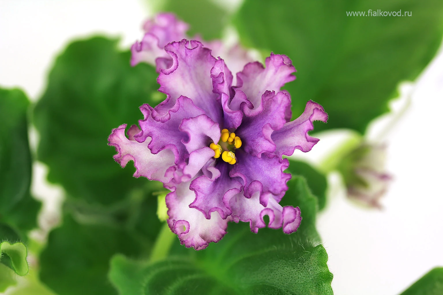 АВ-795-94, сеянец