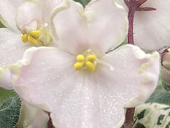 photo_nor for С-Пряничные Человечки (22-372)