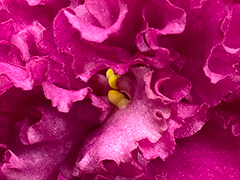 photo_nor for АВ-Садовая Малина (862-113)