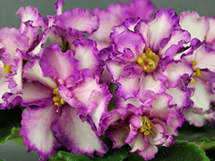 photo_nor for АВ-783-16, сеянец