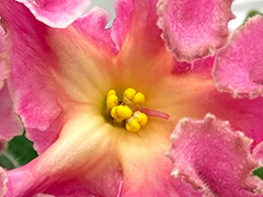 photo_nor for Ф-Золотая Середина (868-355)