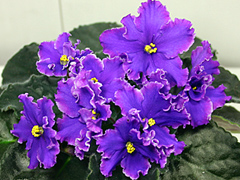 photo_nor for Special Treat
