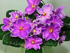 photo_nor for ЕК-Северное Сияние