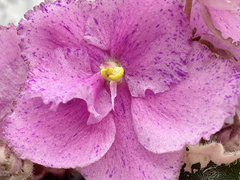 photo_nor for С-22-52, сеянец