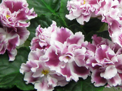 photo_nor for Морозная Вишня