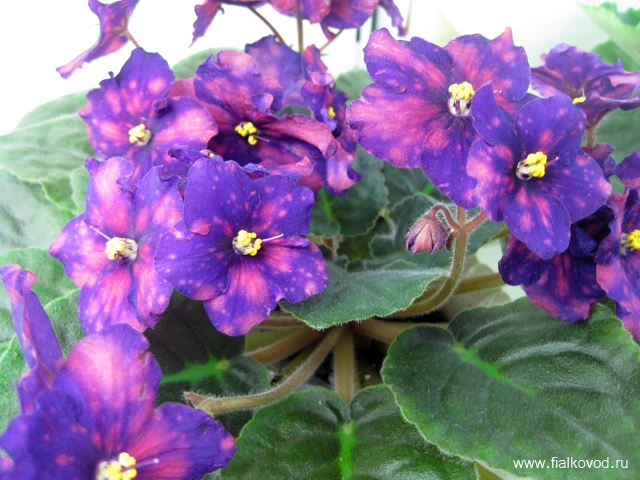 Близнецы