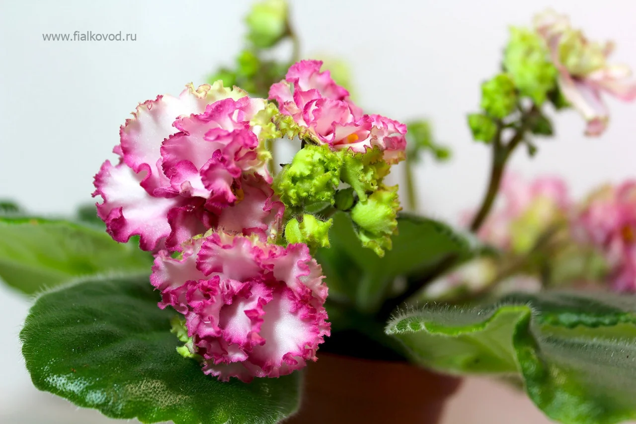 Фиалка АВ-Плетистая Роза (760-71) (Фиалковод) - купить в Фиалковод