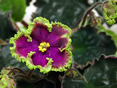 photo_nor for Buckeye Irish Lace, темный спорт