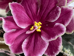 photo_nor for С-Пусть Говорят (22-547)