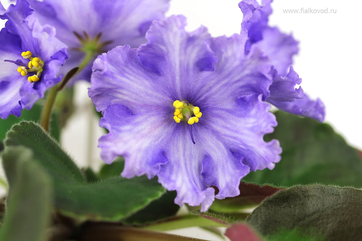 АВ-819-43, сеянец