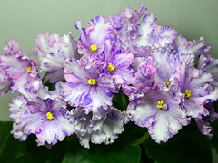 photo_nor for АВ-Виктория