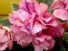 photo_nor for ЛЕ-Валя