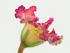 photo_nor for АВ-Ключик от Счастья (848-44)