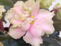 photo_nor for НЛ-Княгиня Ольга 