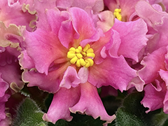photo_nor for С-Водопад Страстей (21-288)