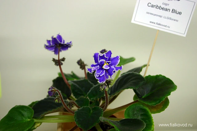 Caribbean Blue