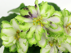 photo_nor for АВ-Морская Капуста (814-3)