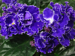photo_nor for ЛЕ-Лунтик