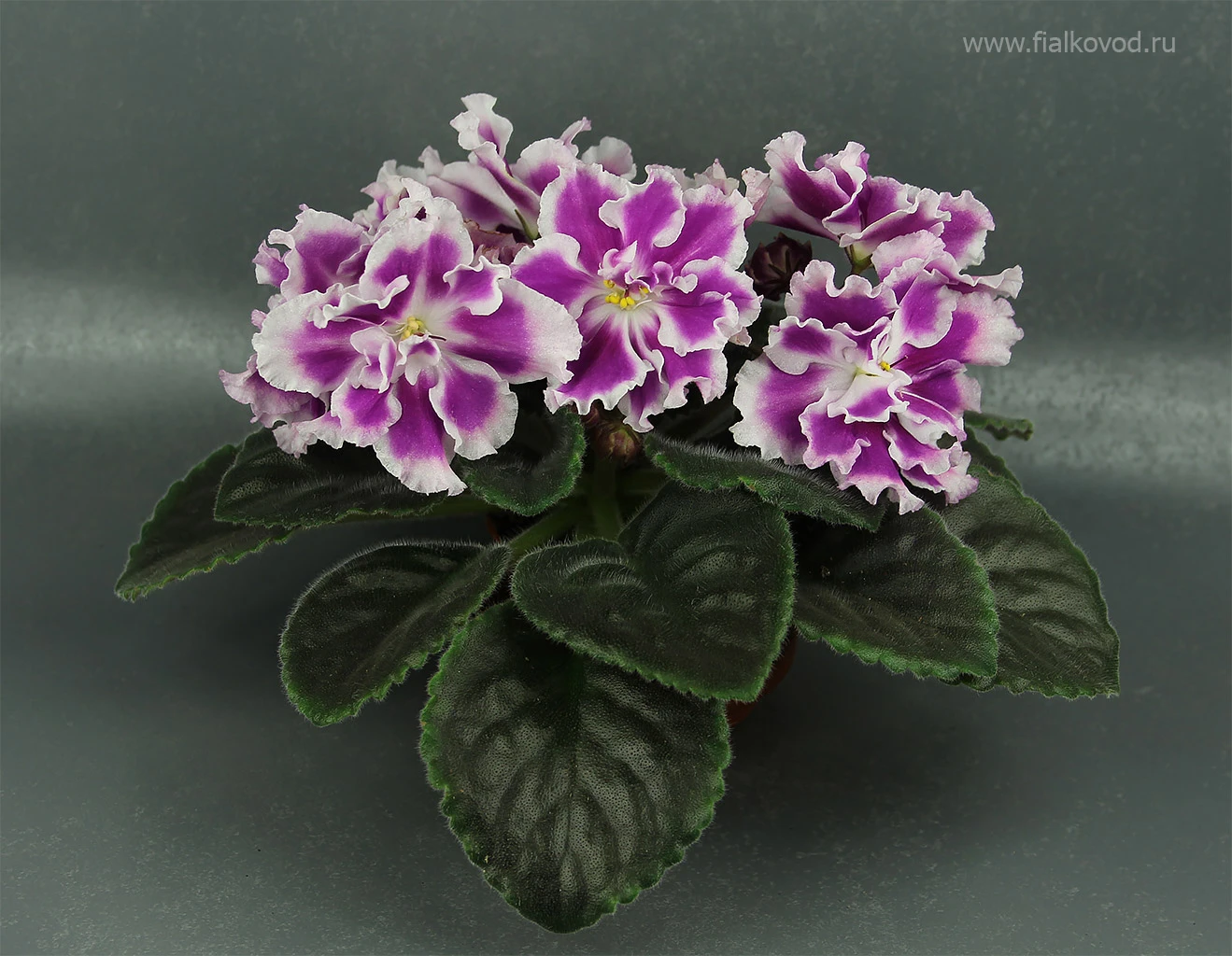 АВ-771-180, сеянец