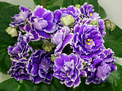 photo_nor for РС-Сливовый Коктейль, темный