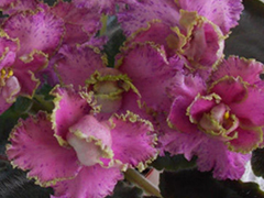 photo_nor for РС-Орнамент
