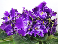 photo_nor for АВ-Братец Иванушка (747-45)