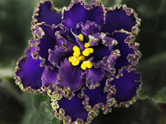 photo_nor for АВ-777-120, сеянец