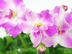 photo_nor for АВ-Японская Вишня (847-17)