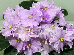 photo_nor for ЛЕ-Лондонский Рассвет