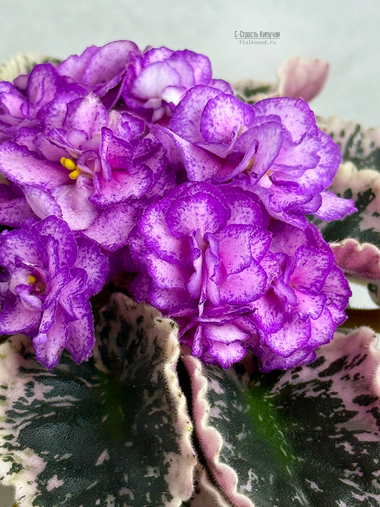с-страсть-кипучая-(8).jpg