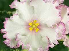 photo_nor for Ф-Прима-Балерина (821-90)
