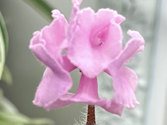 photo_nor for С-Лапочка (22-224)