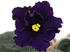 photo_nor for РС-Мгла