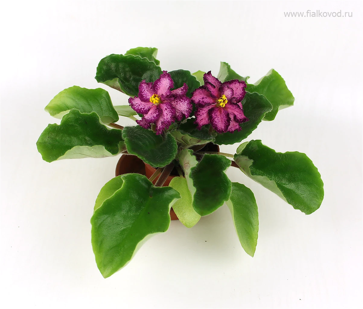 АВ-792-24, сеянец