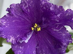 photo_nor for С-23-33, сеянец