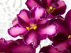 photo_nor for Van's Smiles