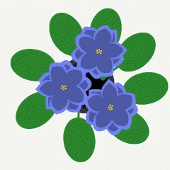 86572.gif