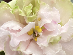 photo_nor for С-22-353, сеянец
