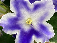 photo_nor for С-Путеводная Звезда (22-261)