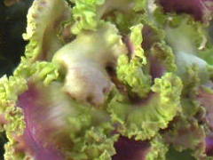 photo_nor for РС-Акрополь