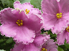 photo_nor for ЛЕ-Розовый Балет