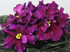 photo_nor for АВ-Плюшевая Фиалка (755-2)