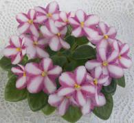 photo_nor for ЦМ-Радость Простых Мелодий 
